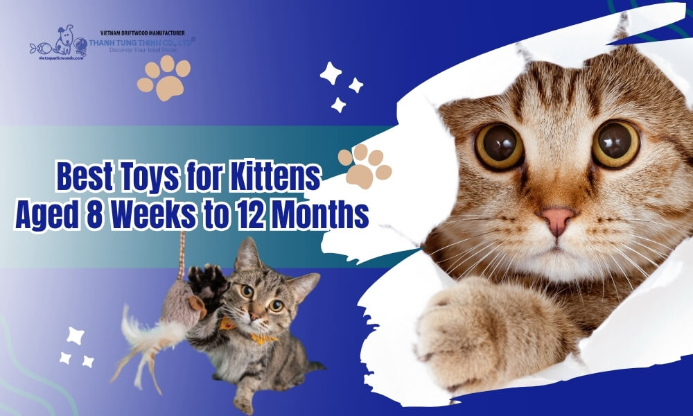 Best Toys for Kittens Aged 8 Weeks to 12 Months: How Wholesalers Can Expand Their Catalog