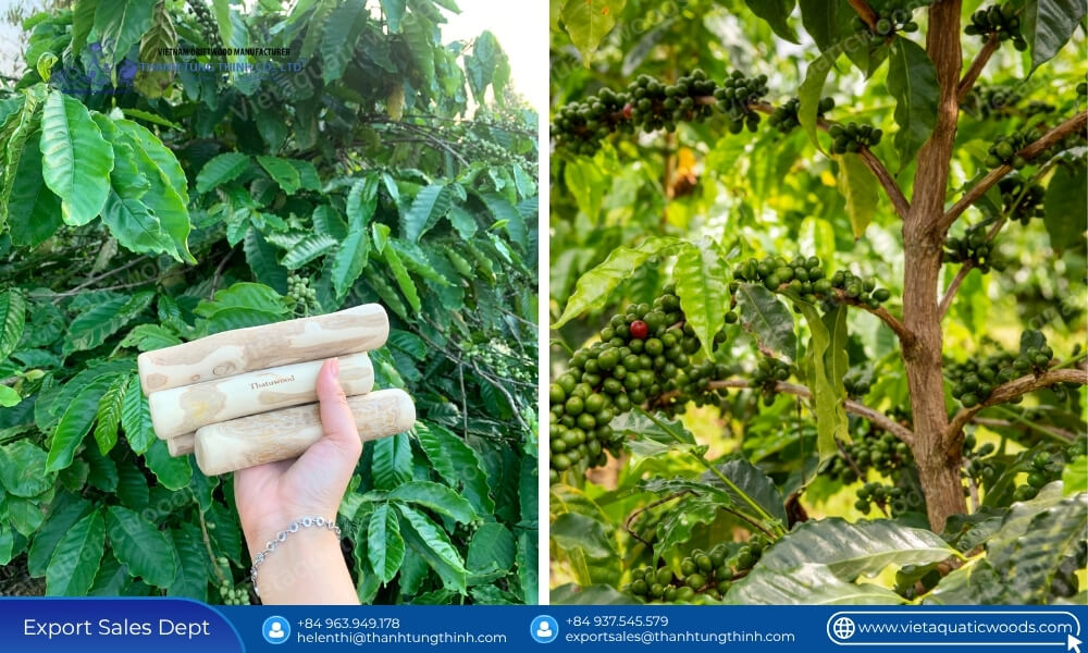 Coffee Wood Dog Chew Reviews: What B2B Buyers and Wholesalers Need to Know