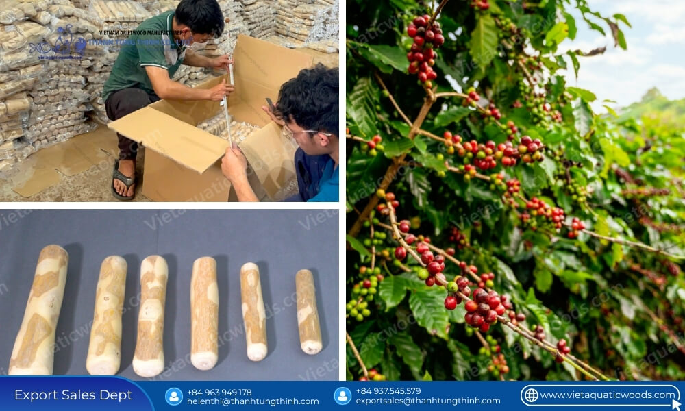Do Coffee Wood Chews Splinter Essential Safety Guide for Wholesale Buyers