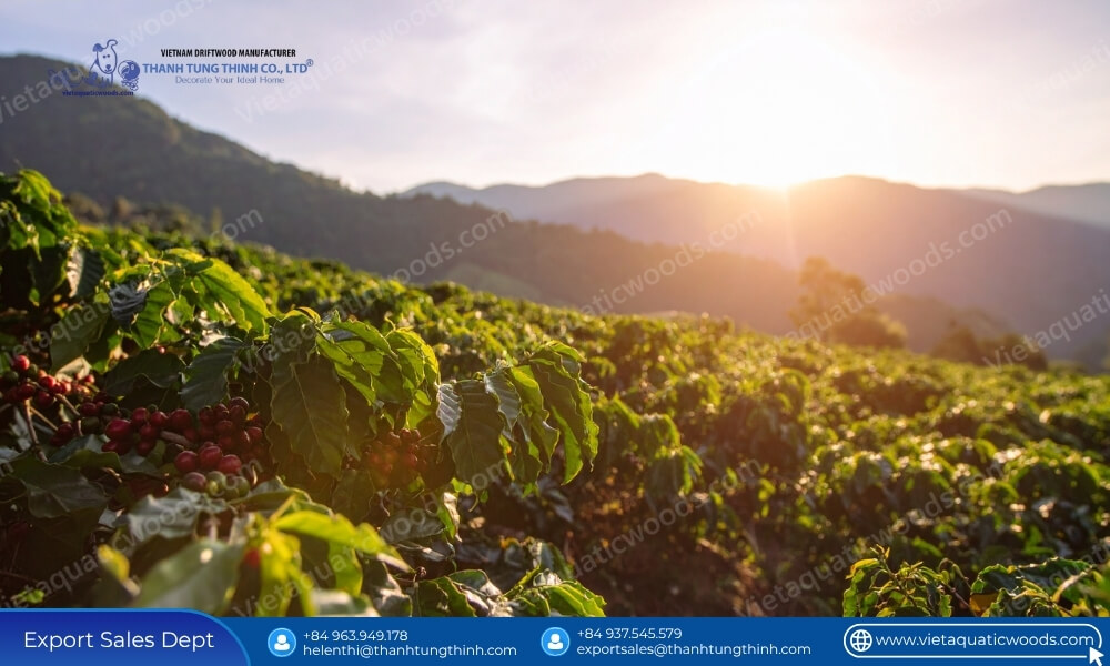 sustainable coffee plantation landscape utilized by a wholesale supplier of coffee wood chew in vietnam